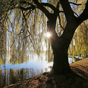 “Willow tree. Original source of what has become the product known as salicylsalicylic acid. , 
