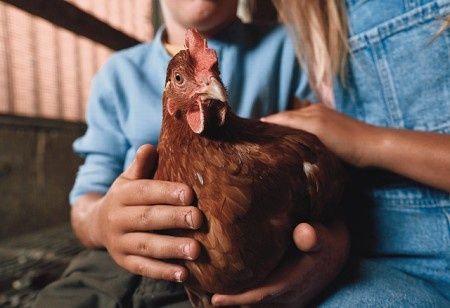 Boehringer Ingelheim launches three-in-one poultry vaccine in India