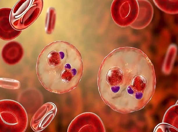 indigenous malaria vaccine