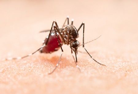  Bangladesh Dengue Surge Puts India's Qdenga Strategy in Focus India Pharma Outlook