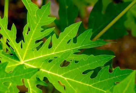  Global Experts Challenge Tata Memorial's Papaya Cancer Research, India Pharma Outlook